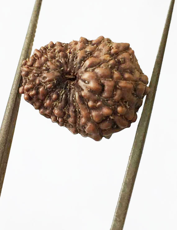15 Mukhi Indonesian Rudraksha Premium Quality Size- 16.50 mm